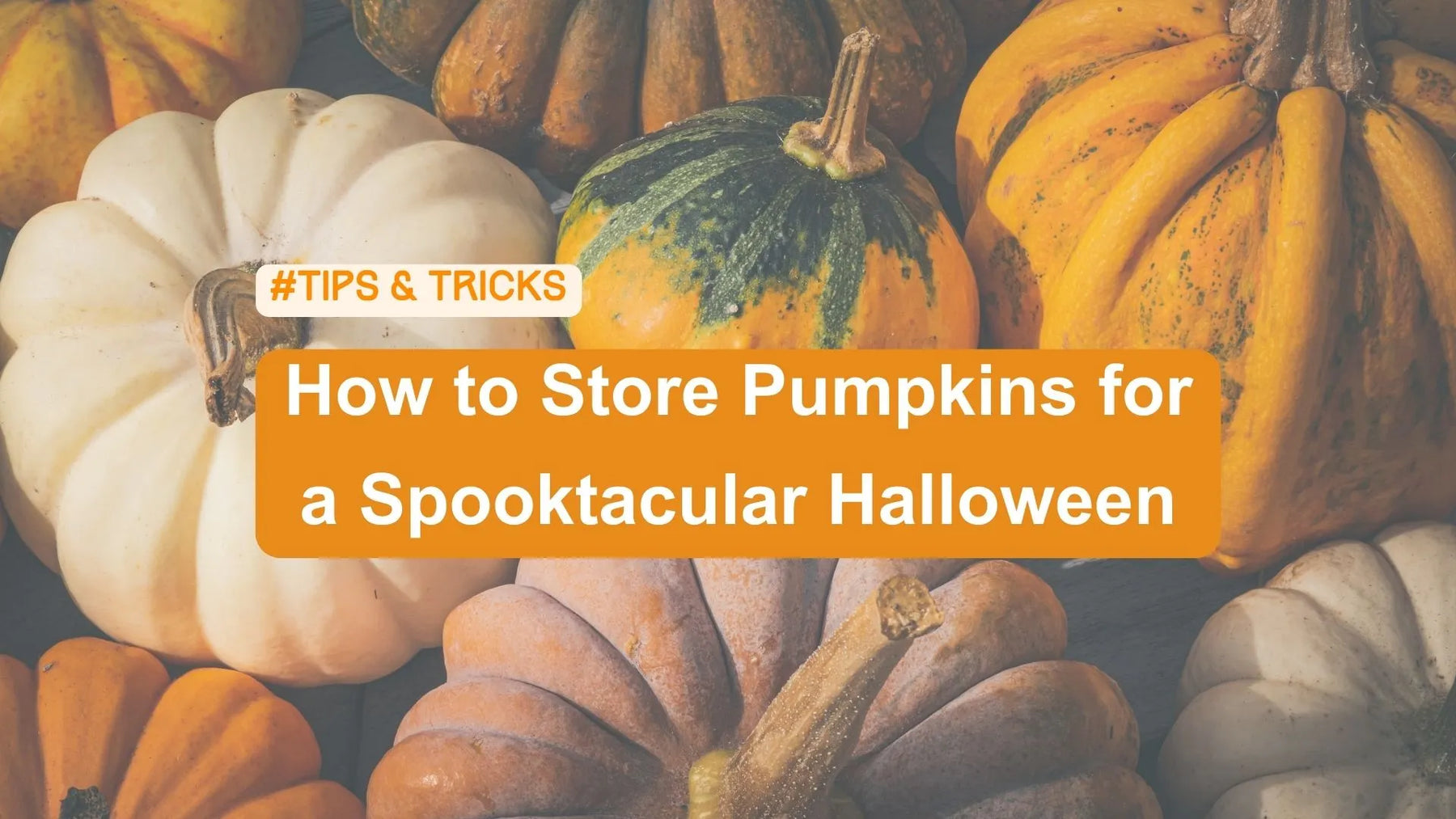 5 Tips to Store Pumpkins for a Spooky Halloween