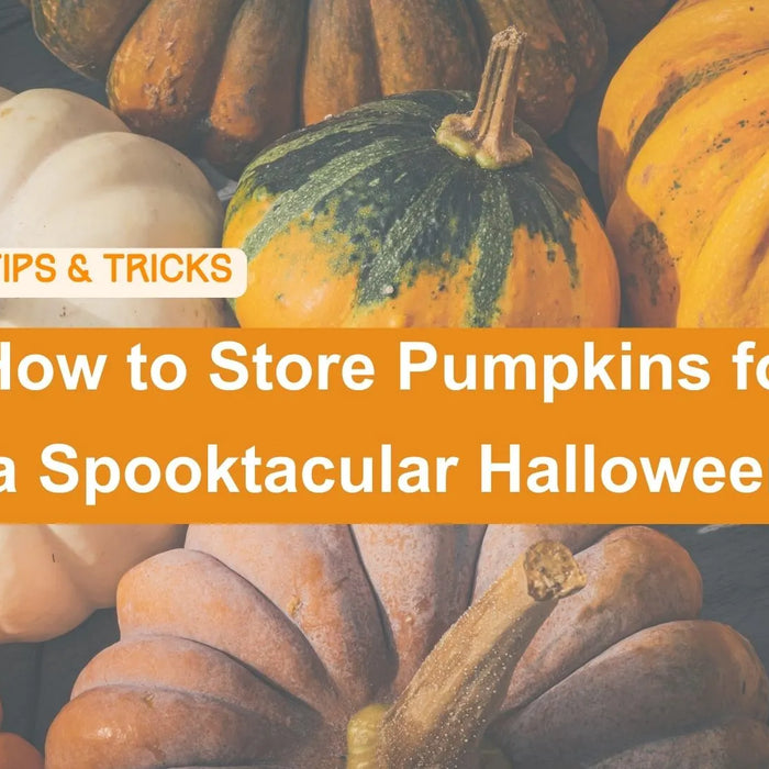 5 Tips to Store Pumpkins for a Spooky Halloween